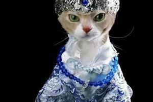 杭州貓模特國風造型火出圈！有網友說：竟從一隻貓身上看出風華絕代