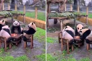 參觀動物園撞見「4貓熊圍一桌像打麻將」　飼養員笑談方法：會自己過去坐椅子