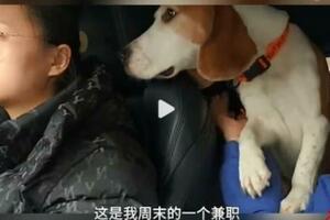 日賺400元！上海95後女生兼職給狗狗當司機！看完瘋狂心動！