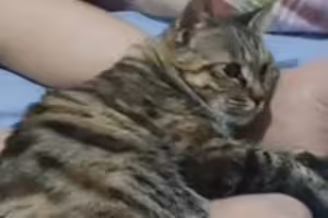 主人去世!健康貓咪「1小時後」也跟著離去 網哭了:怕追不上 主人去世!健康貓咪「1小時後」也跟著離去 網哭了:怕追不上