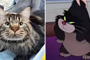 大貓「嘴巴超腫」像老虎 主人曝真實血統!網驚:撞臉迪士尼角色 大貓「嘴巴超腫」像老虎 主人曝真實血統!網驚:撞臉迪士尼角色