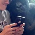 大猩猩被小哥手機裡的小片吸引看得夠認真啊！