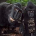 10張證明「黑冠獼猴是地表上最快樂動物」的照片，它們每一次的露齒大笑都讓人嘴角失守！