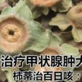 柿子蒂兒是上好的中藥材？柿蒂治百日咳：