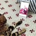 貓咪拿手機看「謎片」，精彩到要親自出手點讚，網友：這貓壞掉了！
