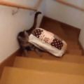 好不容易快到二樓，床鋪卻往下滾，喵皇放棄貓生的懶惰反應讓網友全笑噴！！