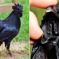 家禽界藍寶堅尼「罕見印尼全黑雞」，連內髒和骨頭都是黑色的它只有「這裡」不是黑色！