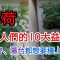 薄荷對人們的10大益處，廚房、陽台都想要種上一盆