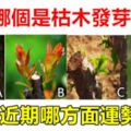 心理測試：哪個是枯木發芽？測你近期哪方面運勢最旺