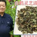 白鶴靈芝是「肺部清道夫」，內服能夠清肺止咳，平肝降火，外用還能對治皮膚病。