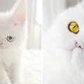 是寶石嗎？　純白小貓有異色瞳　夢幻顏值征服全世界