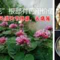 「牡丹花」，開花有臭味，卻有人拿葉子泡茶，用根燉湯，臭牡丹的根燉雞非常有營養的