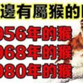 你身邊有屬猴的嗎？1956年，1968年，1980年的生肖猴，一生一世的命運神准！轉