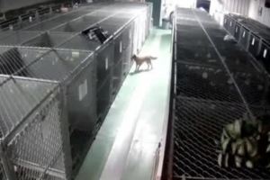 狗狗領養前一天竟然「越獄」逃跑，跟著監控追過去的畫面讓人淚目