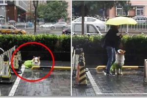 飼主把狗狗拴在外面淋大雨，這時突然出現一個女孩...接下的畫面網友看了心全融化！！