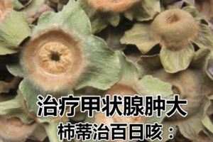 柿子蒂兒是上好的中藥材？柿蒂治百日咳：