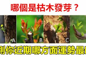 心理測試：哪個是枯木發芽？測你近期哪方面運勢最旺