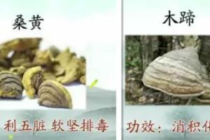 治療癌症的中藥，癌症最怕它，值得收藏