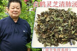 白鶴靈芝是「肺部清道夫」，內服能夠清肺止咳，平肝降火，外用還能對治皮膚病。