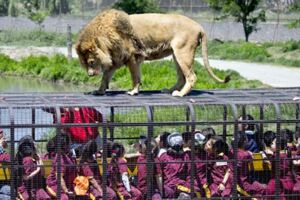 一聞到肉味就會跳上來…　超狂逆轉動物園體驗「人關籠被獅子看」