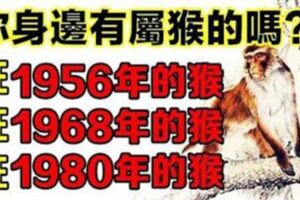 你身邊有屬猴的嗎？1956年，1968年，1980年的生肖猴，一生一世的命運神准！轉