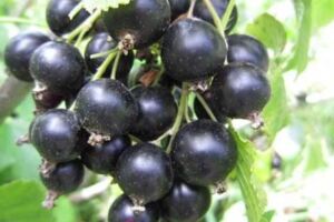 營養成分高富含花青素，這黑果子比葡萄好養，適合種在陽台