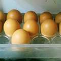 蛋買回家要這樣保存 以免變質「毒雞蛋」