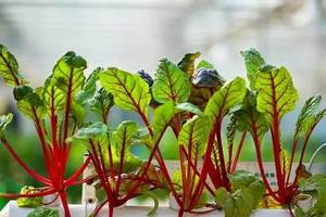 一分鐘教你在家種盆栽蔬菜，自己種安全健康，多吃蔬菜，身體好！！！
