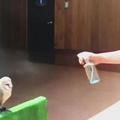 日本飼育員朝小貓頭鷹噴水幫助牠降溫，結果牠的「激萌反應」讓大家都超慶幸自己有看到這段畫面啊！