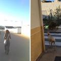獸醫發現斷腿的狗狗一直要引領她去某個地方，結果好奇跟著走3公里…眼前的畫面讓大家都感動哭！
