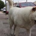 這隻秋田犬2年來都會固定走同一條路線散步，但當大家看到牠「停下來的地方」時…都忍不住大噴淚！