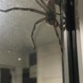 澳洲女分享家門口「比臉還大」巨無霸蜘蛛，把他們給囚禁了...(影片)