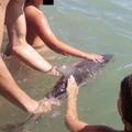 可愛小海豚在海灘擱淺引來遊客圍觀，結果他們瘋狂自拍把小海豚「活活玩死」了！