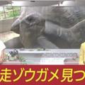 日本一隻巨龜逃脫「動物園緊張懸賞50萬」找牠，怎知2個星期後發現牠的地點讓大家都嘴角失守！