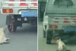中國網友目擊一輛快速行駛的卡車後方「拖行著一隻狗狗」，當司機被逮到後他竟然這麼說…
