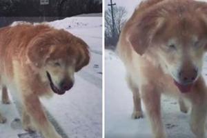 雙眼全盲15歲狗狗「跟主人的聲音玩雪」，狗狗露出超燦爛的笑容讓人被暖到融化！