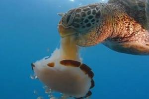 鏡頭近距離拍下「海龜進食水母」的過程，一口一口慢慢咬就像在吃義大利麵一樣！