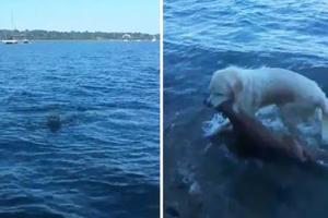 這隻英雄狗狗散步時突然跳進海水中，傻眼的主人下一秒就看著牠「拖著一隻小鹿」上岸！  