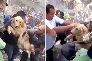 恐怖地震發生後救援人員沒有無視狗狗的生命，大家合力把牠救出來後現場響起鼓掌聲！