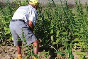 辛苦了一整年！90歲阿公駝背耕種的400斤芝麻全被偷　他愣在田埂淚崩讓孫女心碎